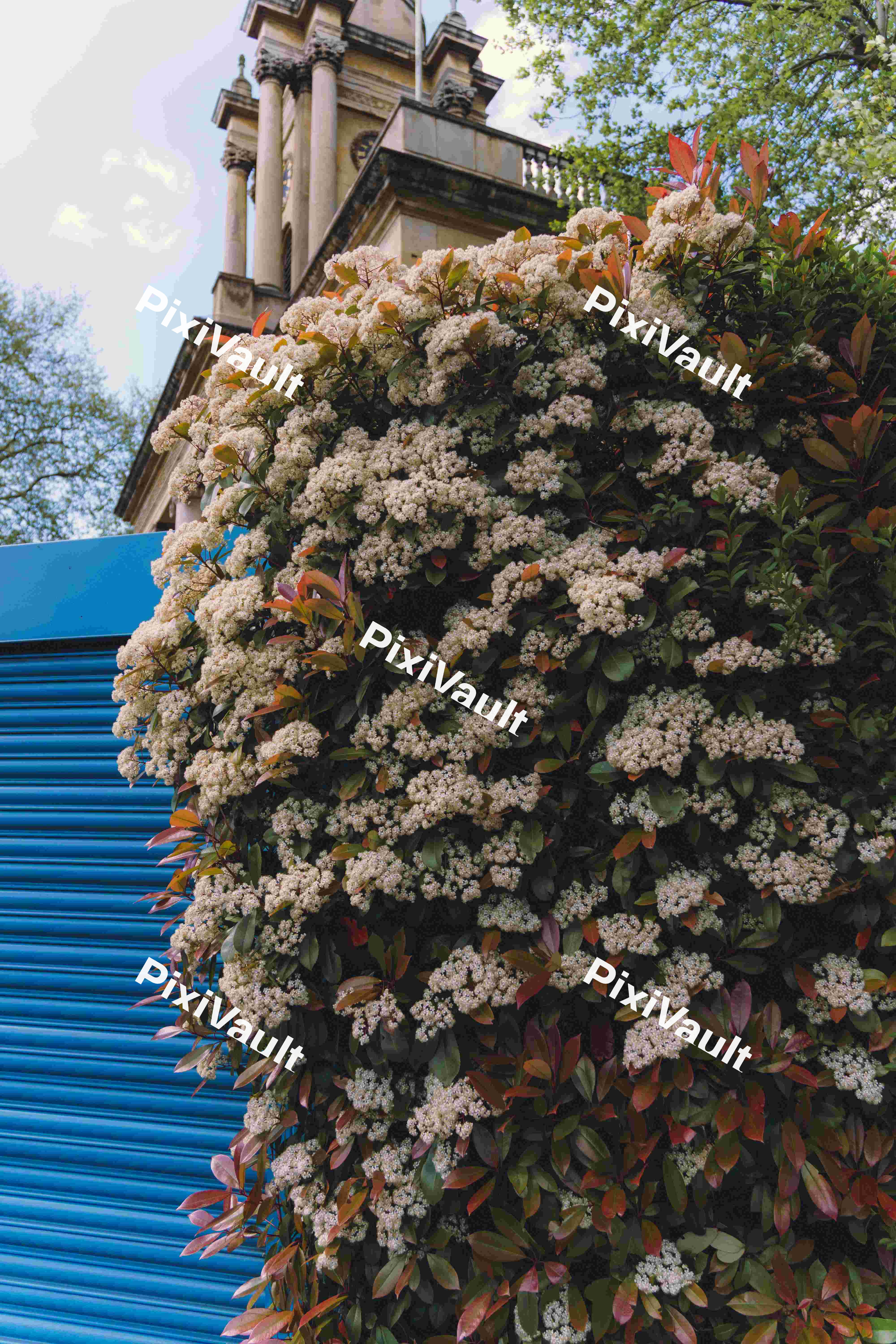 A Photinia Bush